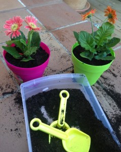 ¡Éxito! ¡Gerberas plantadas!